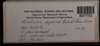 Metatrichia vesparium image